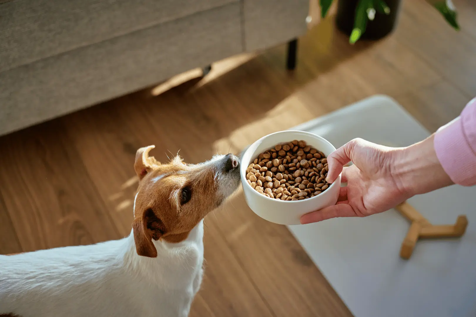 Jack Russell reniflant une gamelle de croquettes
